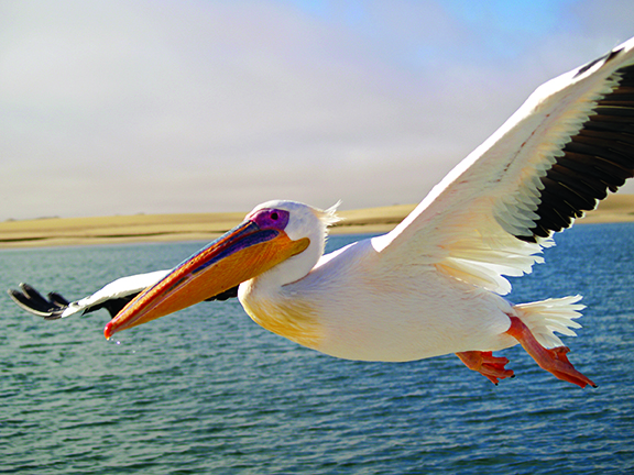 White Pelican