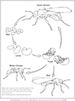 Ant Worksheet