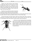 Ant Worksheet