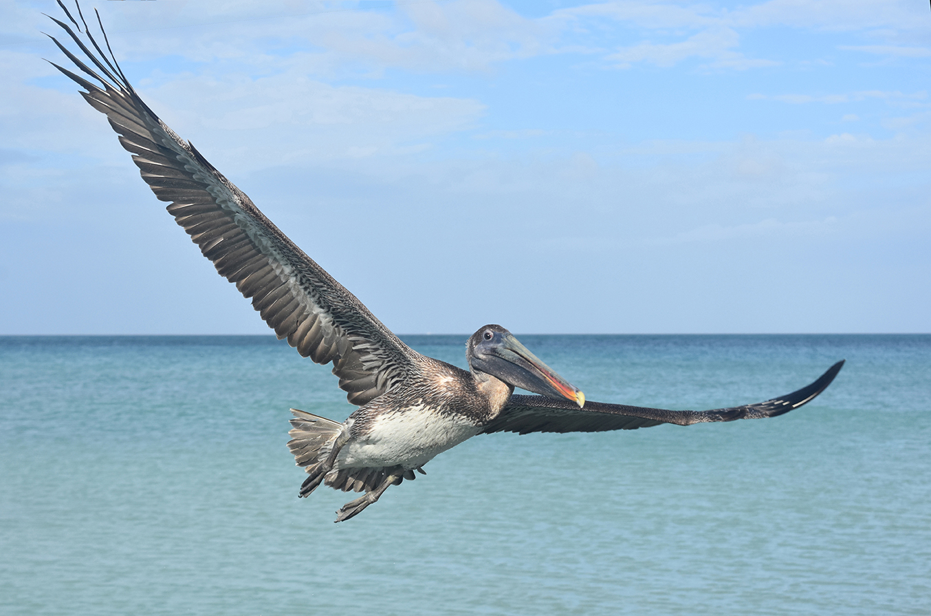 Pelican Close up