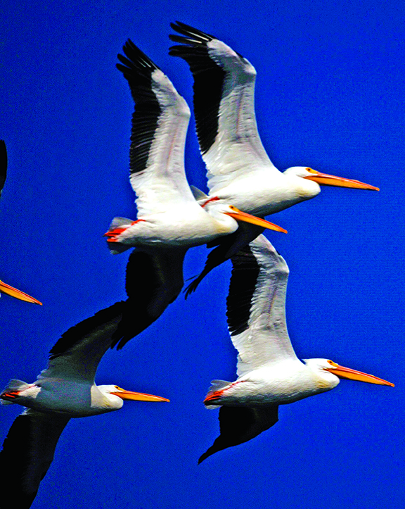 Four Flying Pelicans