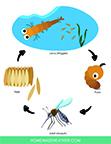 Mosquito work sheet 1