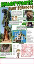 Redwoods answers