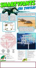 Sea Turtle Answers