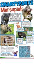 Marsupial solution