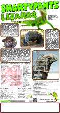 Lizards Answers