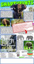 Elephants !