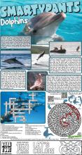 Dolphins solutions