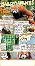 Red Panda Solutions