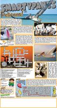 043023 Pelicans Answers