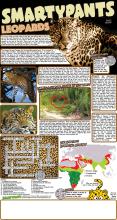 Leopards solutioins