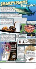 Parasite Solutions