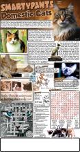 Cats Solutions