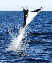 Manta Ray Flying