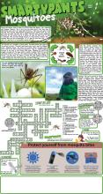 Mosquoto puzzle solutions