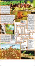 Ants Solutions