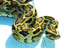 Burmese Python