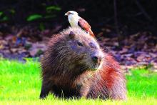 Capybara and his hawk friend