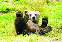 Grizzly