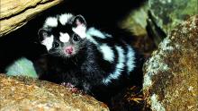 Spotted skunk