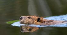 Beaver swimming