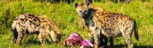 Hyenas