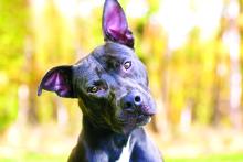 Dog Hearing