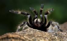 Tarantula