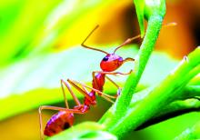Fire Ant