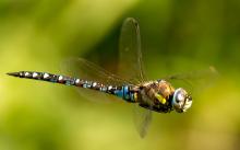 Hawker Dragonfly