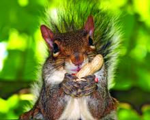 Squirrel with Nuts