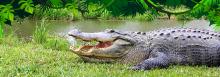 Crocodile
