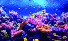 Coral reef