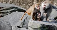 A Baboon family on the rocks