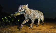 Fishing Cat with Fish