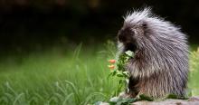 Porcupine