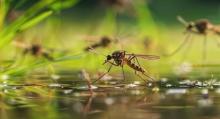 Mosquito on Water