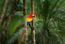 Parrot on tree