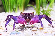 Purple Crab